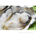 Super Quality Oyster Peptide oyster peptide powder for body function improvement Supplier